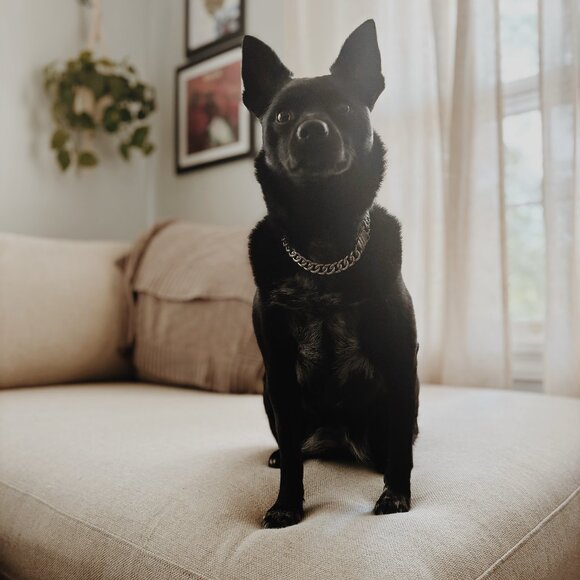 Meet your Posher, S. Hashi Hila - Picture 1 of 1